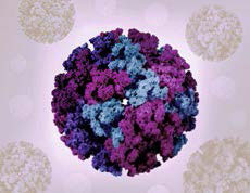 Virus Chikungunya