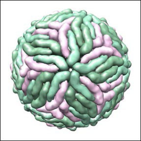 Virus Dengue